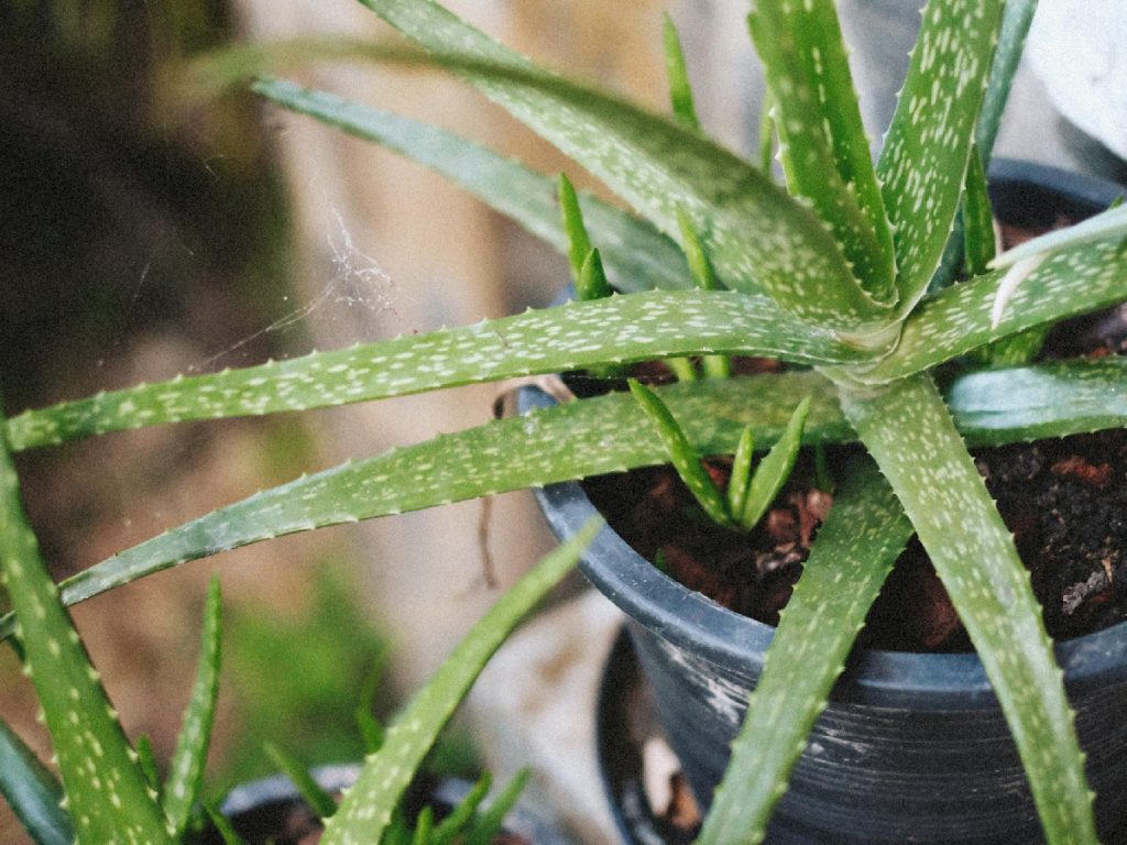 एलोवेरा सूखा-प्रतिरोधी पौधा है, जिसे कम पानी और कम देखभाल की जरूरत होती है. इसलिए यह कम संसाधनों में भी अच्छी उपज देता है. एलोवेरा सूखा-प्रतिरोधी पौधा है, जिसे कम पानी और कम देखभाल की जरूरत होती है. इसलिए यह कम संसाधनों में भी अच्छी उपज देता है.