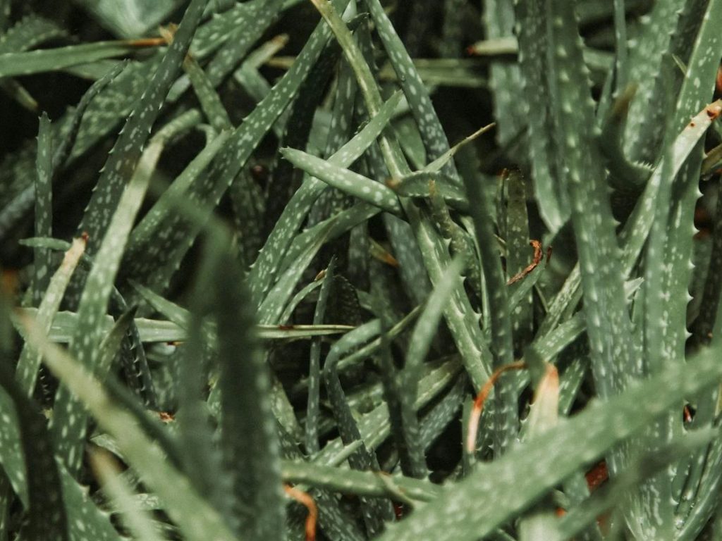 एलोवेरा को अधिक उपजाऊ मिट्टी की आवश्यकता नहीं होती. यह खराब मिट्टी और कम उपजाऊ भूमि में भी अच्छी तरह बढ़ सकता है. एलोवेरा को अधिक उपजाऊ मिट्टी की आवश्यकता नहीं होती. यह खराब मिट्टी और कम उपजाऊ भूमि में भी अच्छी तरह बढ़ सकता है.