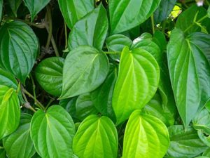 तमिलनाडु के पान किसानों को पैदावार और गुणवत्ता प्रभावित होने से नुकसान, की रिसर्च सेंटर बनाने की मांग तमिलनाडु के पान किसानों को पैदावार और गुणवत्ता प्रभावित होने से नुकसान, की रिसर्च सेंटर बनाने की मांग