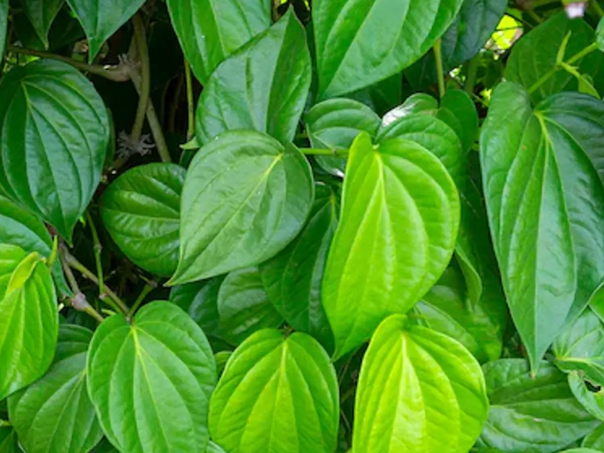 तमिलनाडु के पान किसानों को पैदावार और गुणवत्ता प्रभावित होने से नुकसान, की रिसर्च सेंटर बनाने की मांग