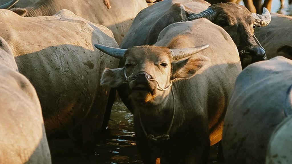 चिलिका भैंस की यह प्रजाति चिलिका झील के आसपास के क्षेत्रों में पाई जाती है और यह उड़ीसा के पुरी, खुर्दा और गंजम जिलों में पाई जाती है. यह भैंस खारे और तटीय परिस्थितियों में उगने वाली वनस्पतियों को खाकर जिंदा रह सकती है और यही इसकी सबसे बड़ी खासियत है. यह भैंस औसतन 500 लीटर तक दूध देती है.  चिलिका भैंस की यह प्रजाति चिलिका झील के आसपास के क्षेत्रों में पाई जाती है और यह उड़ीसा के पुरी, खुर्दा और गंजम जिलों में पाई जाती है. यह भैंस खारे और तटीय परिस्थितियों में उगने वाली वनस्पतियों को खाकर जिंदा रह सकती है और यही इसकी सबसे बड़ी खासियत है. यह भैंस औसतन 500 लीटर तक दूध देती है.