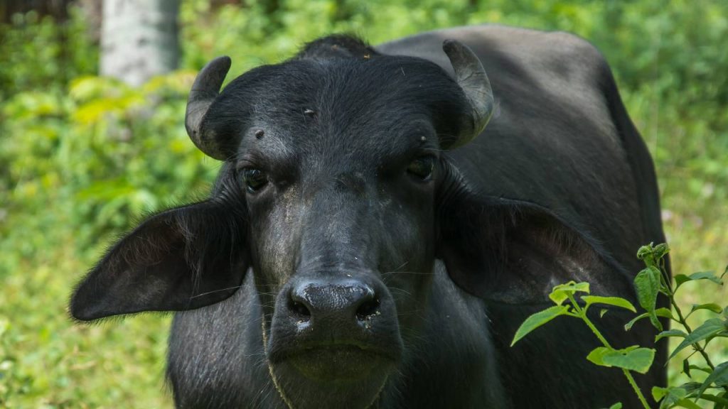 सुरती इस भैंस का संबंध दक्षिण पश्चिमी गुजरात में कैरा और बड़ौदा जिले से है. यह 900 से 1300 लीटर तक का दूध अपने जीवनकाल में देती है.  इस नस्ल की खासियत है कि दूध में वसा का उच्च प्रतिशत आठ से 12 प्रतिशत तक होता है.  सुरती इस भैंस का संबंध दक्षिण पश्चिमी गुजरात में कैरा और बड़ौदा जिले से है. यह 900 से 1300 लीटर तक का दूध अपने जीवनकाल में देती है.  इस नस्ल की खासियत है कि दूध में वसा का उच्च प्रतिशत आठ से 12 प्रतिशत तक होता है.