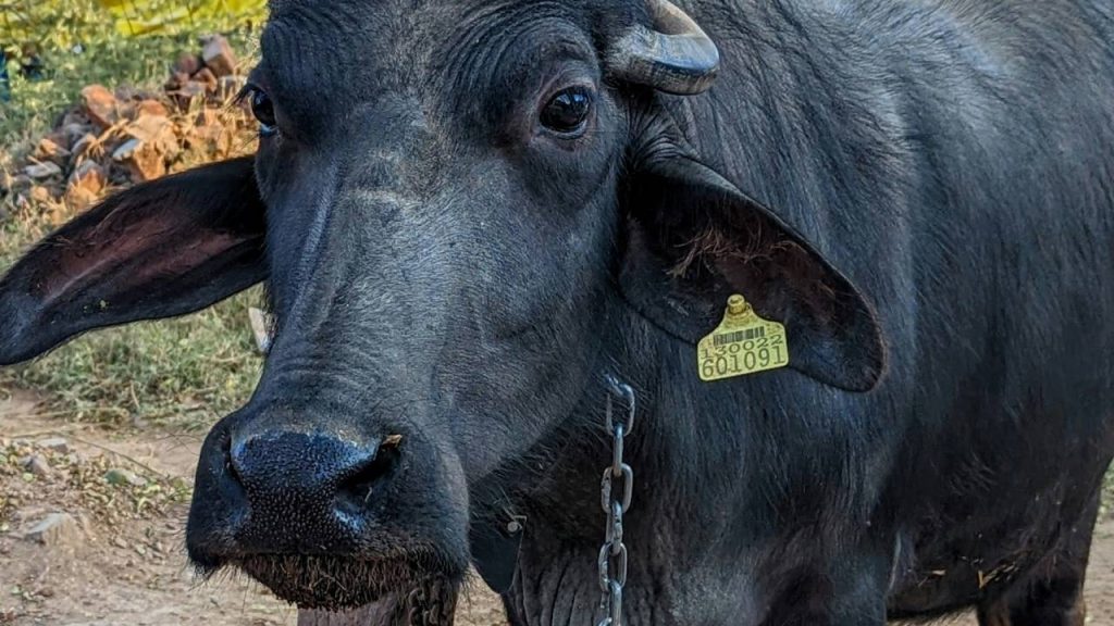 मुर्रा  यह भैंसों की सबसे महत्वपूर्ण दुधारू नस्ल है जो हरियाणा के रोहतक, हिसार के साथ ही  जींद और पंजाब के नाभा और पटियाला जिले हैं. मुर्रा  भैंस को दुनिया में सबसे अच्छा दूध उत्पादक माना गया है. एक मुर्रा भैंस आम तौर पर प्रतिदिन 10 से 16 लीटर दूध देती है, लेकिन कुछ भैंसें 16 लीटर से अधिक दूध दे सकती हैं.  मुर्रा  यह भैंसों की सबसे महत्वपूर्ण दुधारू नस्ल है जो हरियाणा के रोहतक, हिसार के साथ ही  जींद और पंजाब के नाभा और पटियाला जिले हैं. मुर्रा  भैंस को दुनिया में सबसे अच्छा दूध उत्पादक माना गया है. एक मुर्रा भैंस आम तौर पर प्रतिदिन 10 से 16 लीटर दूध देती है, लेकिन कुछ भैंसें 16 लीटर से अधिक दूध दे सकती हैं.