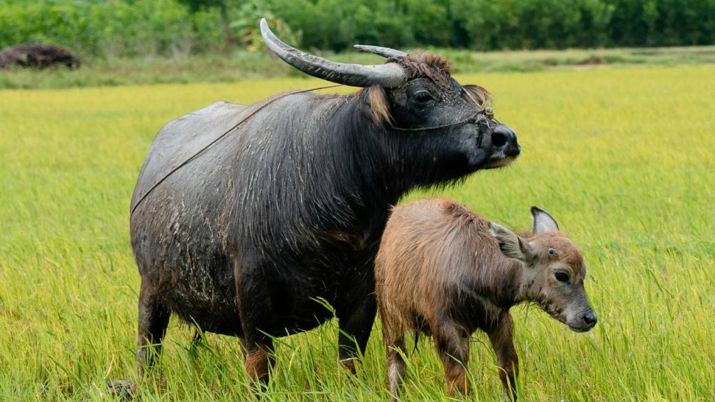 जाफराबादी भैंस की यह प्रजाति गिर के जंगलों में पाई जाती है. जबकि गुजरात के कच्छ और जामनगर जिलों में इनका प्रजनन क्षेत्र है. इनका माथा बहुत उभरा हुआ, बीच में थोड़ा गड्ढा वाला चौड़ा होता है. सींग भारी होते हैं, गर्दन के दोनों तरफ लटकते हैं.  जाफराबादी भैंस की यह प्रजाति गिर के जंगलों में पाई जाती है. जबकि गुजरात के कच्छ और जामनगर जिलों में इनका प्रजनन क्षेत्र है. इनका माथा बहुत उभरा हुआ, बीच में थोड़ा गड्ढा वाला चौड़ा होता है. सींग भारी होते हैं, गर्दन के दोनों तरफ लटकते हैं.