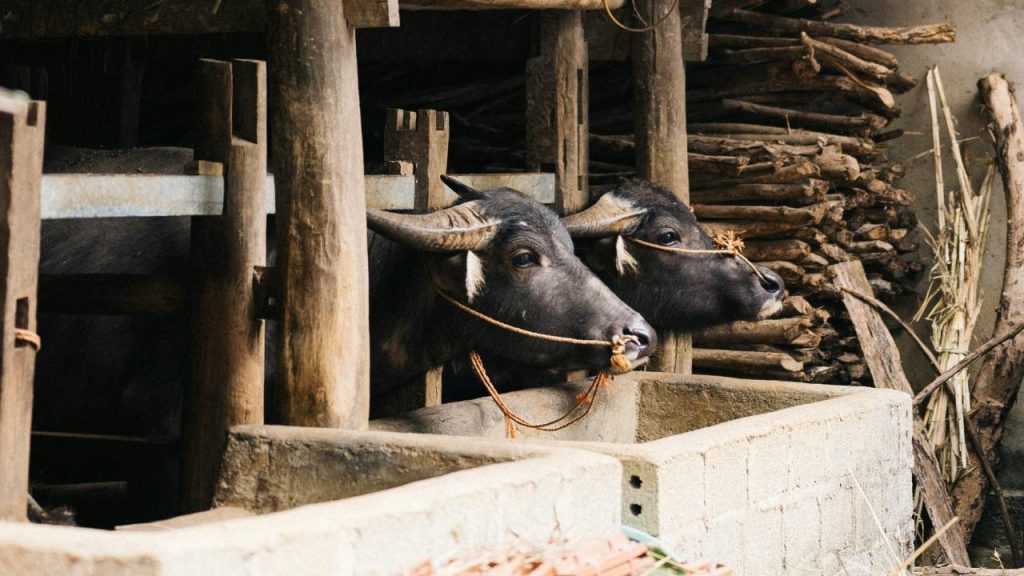 मेहसाणा  मेहसाणा, भैंस की एक डेयरी नस्ल है जो गुजरात के मेहसाणा क्षेत्र और उससे सटे महाराष्ट्र राज्य में पाई जाती है. इसके शरीर का अधिकांश भाग काला होता है. लेकिन कुछ भैंस काले-भूरे रंग की भी होती हैं. यह भैंस औसतन 1988 लीटर तक दूध देती है.  मेहसाणा  मेहसाणा, भैंस की एक डेयरी नस्ल है जो गुजरात के मेहसाणा क्षेत्र और उससे सटे महाराष्ट्र राज्य में पाई जाती है. इसके शरीर का अधिकांश भाग काला होता है. लेकिन कुछ भैंस काले-भूरे रंग की भी होती हैं. यह भैंस औसतन 1988 लीटर तक दूध देती है.