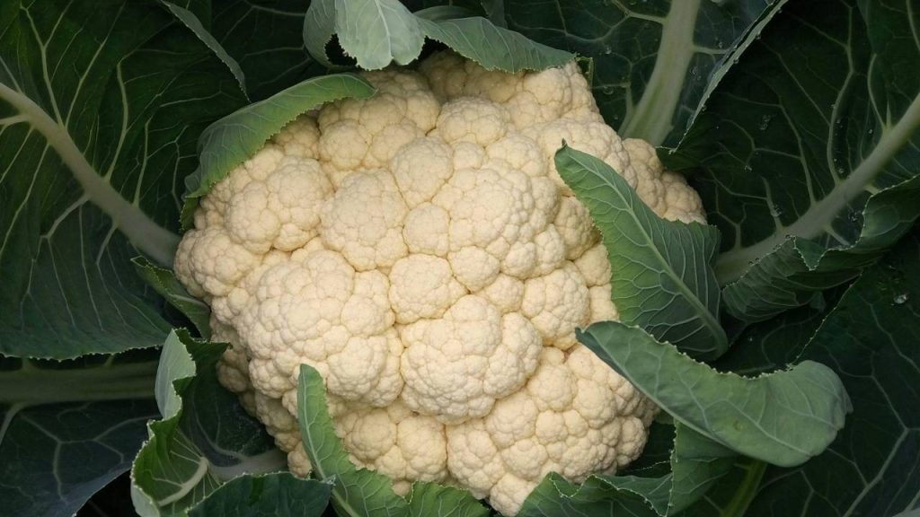 How to Grow Cauliflower from Seeds at Home: Easy Guide for a Healthy Harvest