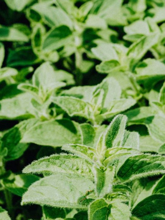 अब घर पर उगाएं ऑरेगैनो, यहां जानें आसान तरीका!