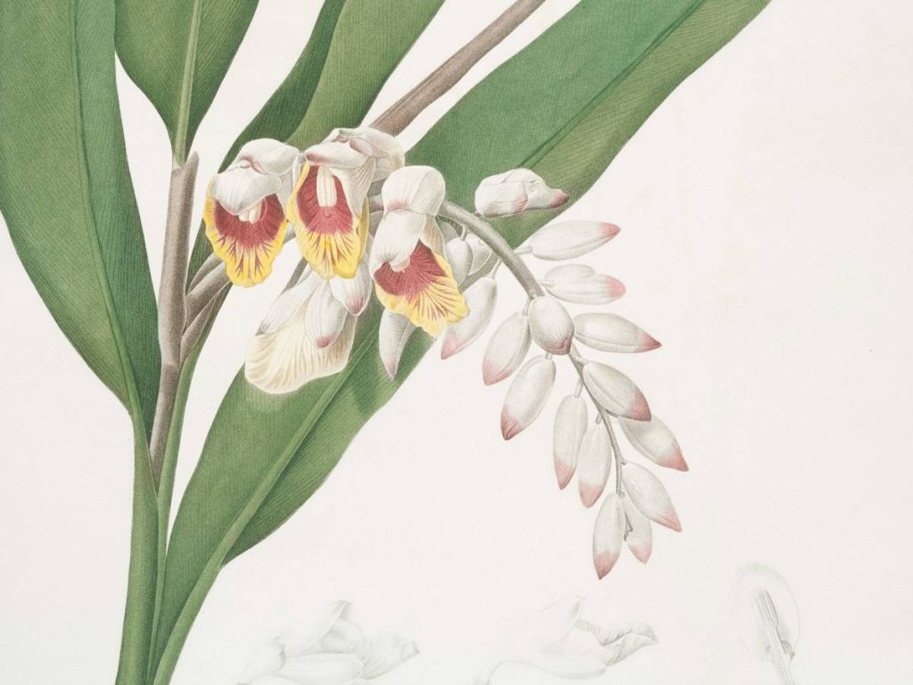 इलायची की खेती के लिए ठंडी जलवायु बेहद जरूरी होती है क्योंकि इसका पौधा बहुत ज्यादा गर्मी झेल नहीं पाता है. भारत में इलायची की खेती केरल, कर्नाटक ओर तमिलनाडु में की जाती है. इसकी खेती के लिए 10 से 35 डिग्री का तापमान अच्छा माना जाता है. 
 इलायची की खेती के लिए ठंडी जलवायु बेहद जरूरी होती है क्योंकि इसका पौधा बहुत ज्यादा गर्मी झेल नहीं पाता है. भारत में इलायची की खेती केरल, कर्नाटक ओर तमिलनाडु में की जाती है. इसकी खेती के लिए 10 से 35 डिग्री का तापमान अच्छा माना जाता है.