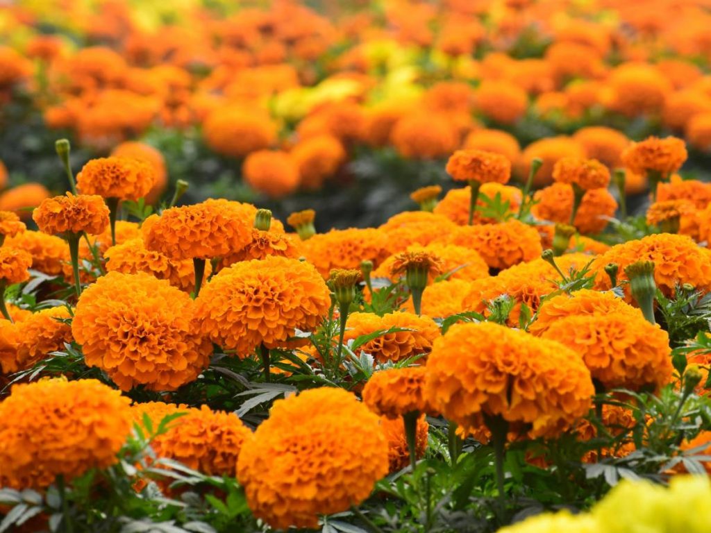 हिसार ब्यूटी एक प्रकार का गेंदा है जो अपनी उच्च पैदावार के लिए जाना जाता है. हिसार ब्यूटी गेंदे की एक किस्म है जो अपनी उच्च पैदावार के लिए जानी जाती है. हिसार जाफरी-2 गेंदे का एक और जीनोटाइप है. इस किस्म का नाम हिसार पड़ा क्योंकि इसके बीज हिसार से आते हैं और वहां पर इस बीज के सबसे ज्यादा डीलर हैं.  हिसार ब्यूटी एक प्रकार का गेंदा है जो अपनी उच्च पैदावार के लिए जाना जाता है. हिसार ब्यूटी गेंदे की एक किस्म है जो अपनी उच्च पैदावार के लिए जानी जाती है. हिसार जाफरी-2 गेंदे का एक और जीनोटाइप है. इस किस्म का नाम हिसार पड़ा क्योंकि इसके बीज हिसार से आते हैं और वहां पर इस बीज के सबसे ज्यादा डीलर हैं.