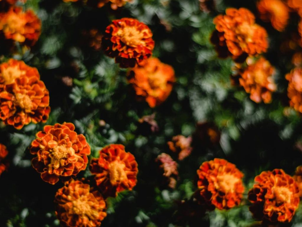 गेंदे की हिसार ब्यूटी की नर्सरी तैयार करने के लिए जुलाई से सितंबर के बीच बीजों को बो देना चाहिए. साथ ही बीज को क्यारियों में डालने के बाद गोबर की खाद की हल्की परत चढ़ाएं. इसके बाद नर्सरी को  सूखी घास या फिर पत्तियों से ढंक दें. पौधों की सिंचाई सर्दियों में 10-15 दिन के अंतर पर और गर्मियों में 5 से 7 दिनों के अंतर पर ही करें.  गेंदे की हिसार ब्यूटी की नर्सरी तैयार करने के लिए जुलाई से सितंबर के बीच बीजों को बो देना चाहिए. साथ ही बीज को क्यारियों में डालने के बाद गोबर की खाद की हल्की परत चढ़ाएं. इसके बाद नर्सरी को  सूखी घास या फिर पत्तियों से ढंक दें. पौधों की सिंचाई सर्दियों में 10-15 दिन के अंतर पर और गर्मियों में 5 से 7 दिनों के अंतर पर ही करें.