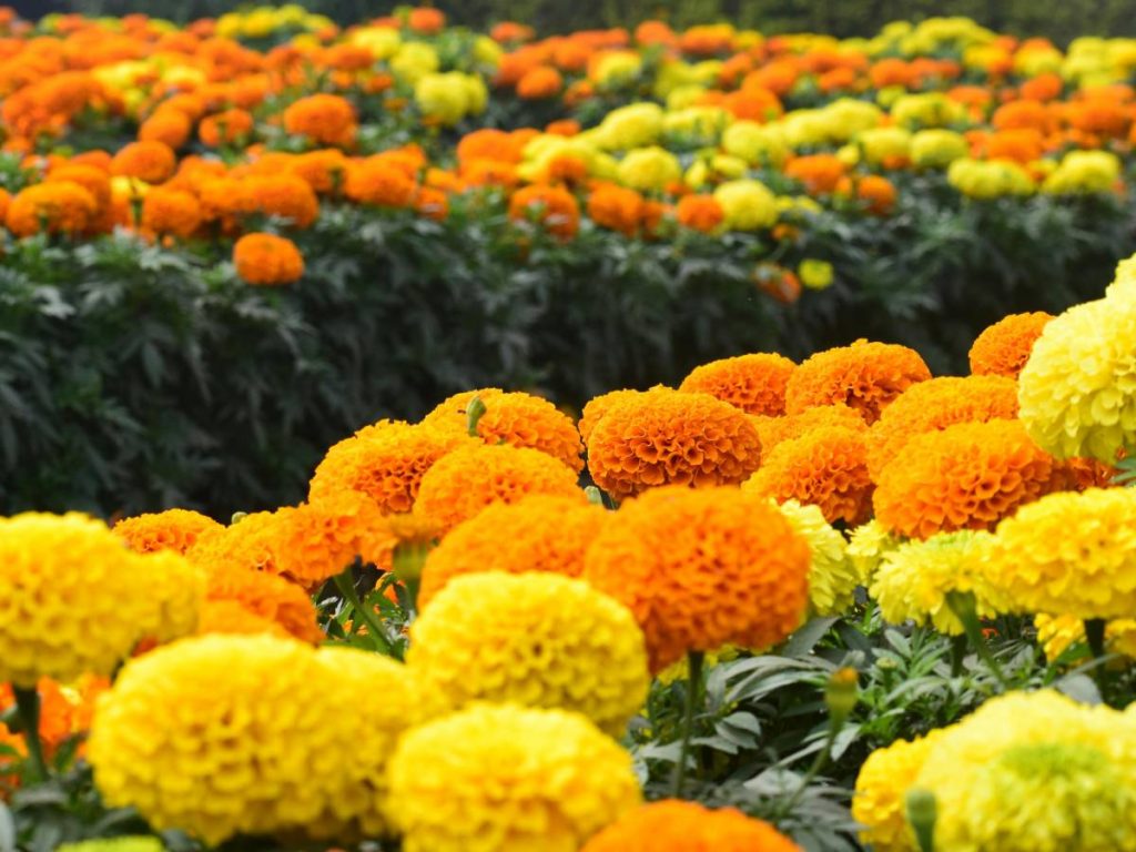 हिसार ब्यूटी रोपाई के 40-45 दिनों में ही फूल देना शुरू कर देती है. गेदें की इस किस्म का प्रयोग न केवल सजावट के लिए होता है बल्कि इसका प्रयोग कई और दूसरे कामों में भी किया जाता है. 
 हिसार ब्यूटी रोपाई के 40-45 दिनों में ही फूल देना शुरू कर देती है. गेदें की इस किस्म का प्रयोग न केवल सजावट के लिए होता है बल्कि इसका प्रयोग कई और दूसरे कामों में भी किया जाता है.