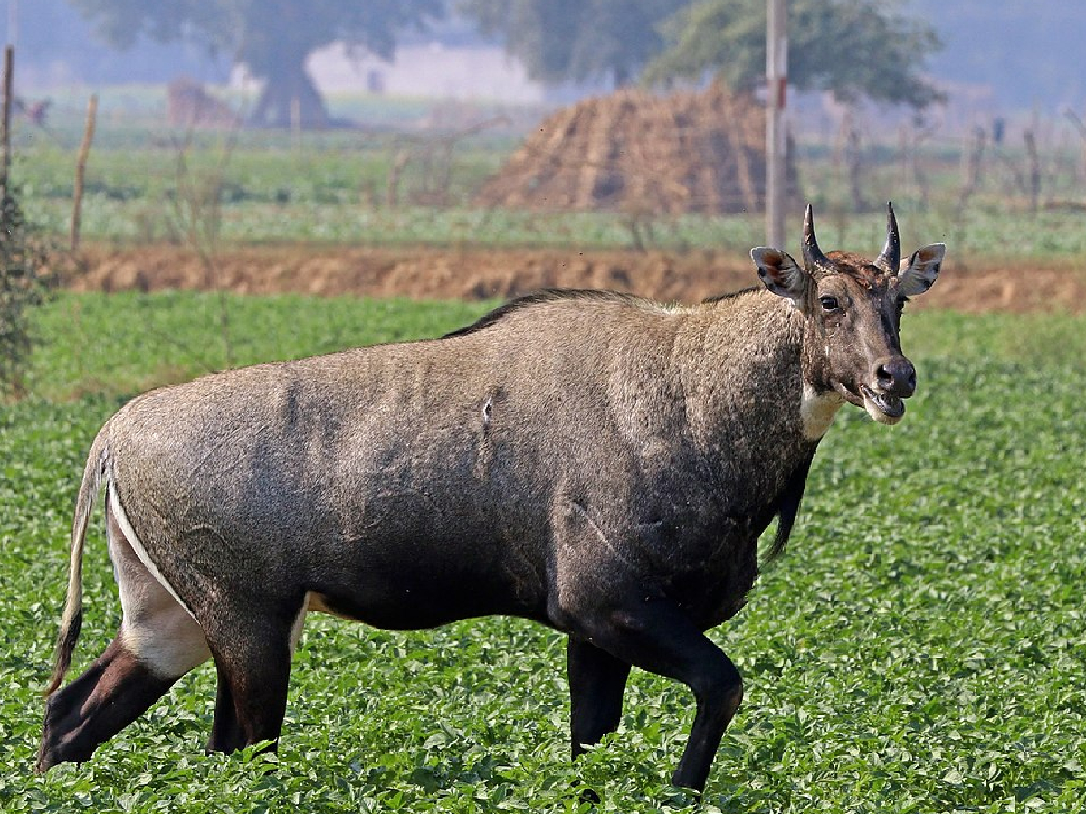 सपने में भी फसल बर्बाद करने से डरेंगी नीलगाय, खेत में बालू से बने इस देसी दवाई का करें छिड़काव