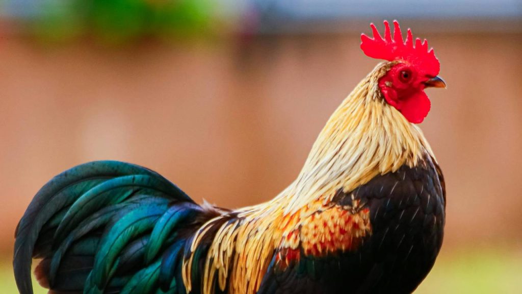 मुगी पालन के लिए दो प्रकार की नस्लों का उपयोग किया जाता है, देसी या लोकल और दूसरी इंप्रूव्ड ब्रीड्स या उन्नत नस्लें. भारत में विकसित उन्नत नस्लें, स्थानीय नस्लों के मुकाबले दो से तीन गुना ज्यादा उत्पादन देती हैं. इसलिए किसान अपने आंगन में कुक्कुट पालन के लिए इन नस्लों का चयन कर सकते हैं.    मुगी पालन के लिए दो प्रकार की नस्लों का उपयोग किया जाता है, देसी या लोकल और दूसरी इंप्रूव्ड ब्रीड्स या उन्नत नस्लें. भारत में विकसित उन्नत नस्लें, स्थानीय नस्लों के मुकाबले दो से तीन गुना ज्यादा उत्पादन देती हैं. इसलिए किसान अपने आंगन में कुक्कुट पालन के लिए इन नस्लों का चयन कर सकते हैं.