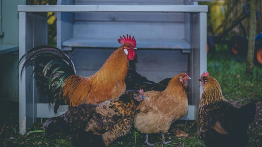 मुर्गी पालन योजना के तहत अलग–अलग राज्य में वहां के नियमानुसार सब्सिडी का लाभ किसानों को प्रदान किया जाता है. किसानों की आय बढ़ाने के उद्देश्य से मुर्गी पालन योजना को प्रोत्साहित किया जा रहा है. इस योजना के तहत किसानों को पोल्ट्री फार्म खोलने के लिए सब्सिडी व लोन का लाभ प्रदान किया जाता है. 
 मुर्गी पालन योजना के तहत अलग–अलग राज्य में वहां के नियमानुसार सब्सिडी का लाभ किसानों को प्रदान किया जाता है. किसानों की आय बढ़ाने के उद्देश्य से मुर्गी पालन योजना को प्रोत्साहित किया जा रहा है. इस योजना के तहत किसानों को पोल्ट्री फार्म खोलने के लिए सब्सिडी व लोन का लाभ प्रदान किया जाता है.