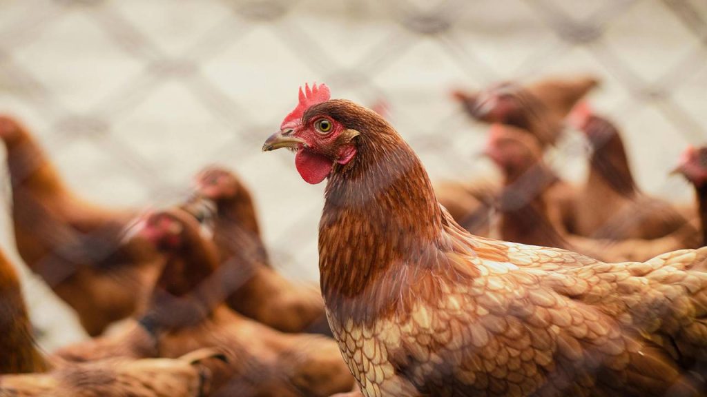 मुर्गी पालन में फायदा हो इसके लिए किसानों को चार से छह सप्ताह की उम्र की मुर्गियां खरीदनी चाहिए. इन्हें कम देखभाल की जरूरत होती है और एक दिन के पुराने चूजों की तुलना में मृत्यु दर भी कम होती है.  मुर्गी पालन में फायदा हो इसके लिए किसानों को चार से छह सप्ताह की उम्र की मुर्गियां खरीदनी चाहिए. इन्हें कम देखभाल की जरूरत होती है और एक दिन के पुराने चूजों की तुलना में मृत्यु दर भी कम होती है.