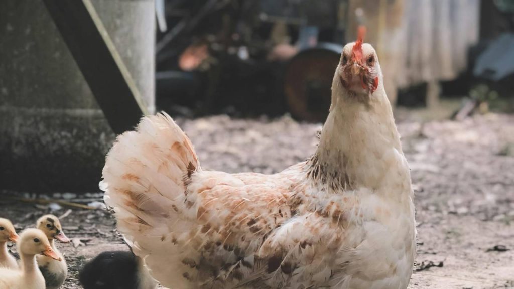 इनका पालन करके किसान अच्छी कमाई कर सकते हैं.  आईसीएआर-सीएआरआई की ओर से भी मुर्गी की उन्नत नस्लें विकसित की गई है जिनमें कलिंग ब्राउन, कावेरी, ऐसिल, क्रॉस, चाब्रो-सीपीओडी द्वारा विकसित नस्ले शामिल हैं.   इनका पालन करके किसान अच्छी कमाई कर सकते हैं.  आईसीएआर-सीएआरआई की ओर से भी मुर्गी की उन्नत नस्लें विकसित की गई है जिनमें कलिंग ब्राउन, कावेरी, ऐसिल, क्रॉस, चाब्रो-सीपीओडी द्वारा विकसित नस्ले शामिल हैं.