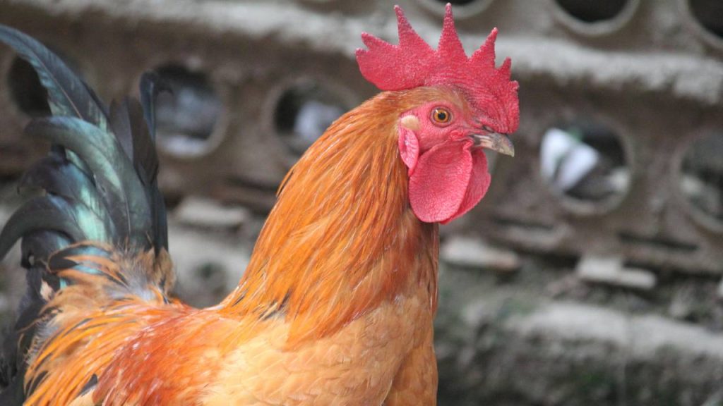 कुक्कुट अनुसंधान निदेशालय (डीपीआर) हैदराबाद व केंद्रीय पक्षी अनुसंधान संस्थान (सीएआरआई), बरेली और इनके केंद्रों की ओर से मुर्गियों की कुछ उन्नत प्रजातियां विकसित की गई है, जिनका पालन करके किया जा सकता है जिनमें वनराजा, ग्रामप्रिया, श्रीनिधि, कृषिब्रो, कृषि लेयर, जनप्रिया, वनश्री, नर्मदानिधि, हिमसमृद्धि, कामरूप, झारसीम और कुछ और प्रजातियां शामिल हैं.  कुक्कुट अनुसंधान निदेशालय (डीपीआर) हैदराबाद व केंद्रीय पक्षी अनुसंधान संस्थान (सीएआरआई), बरेली और इनके केंद्रों की ओर से मुर्गियों की कुछ उन्नत प्रजातियां विकसित की गई है, जिनका पालन करके किया जा सकता है जिनमें वनराजा, ग्रामप्रिया, श्रीनिधि, कृषिब्रो, कृषि लेयर, जनप्रिया, वनश्री, नर्मदानिधि, हिमसमृद्धि, कामरूप, झारसीम और कुछ और प्रजातियां शामिल हैं.