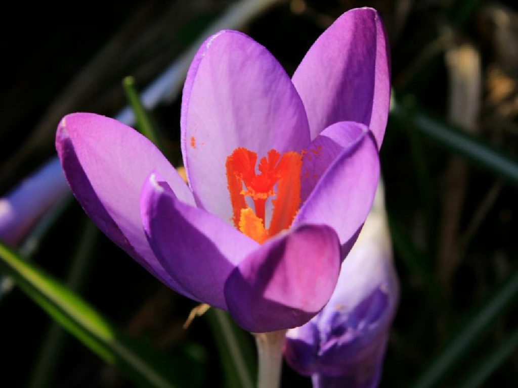 केसर बल्ब से उगाया जाता है, इसलिए स्वस्थ और बड़े बल्बों का चयन करें. इन्हें अगस्त से अक्टूबर के बीच 3-4 इंच गहराई में और 3-4 इंच की दूरी पर लगाएं और सिंचाई बहुत अधिक न करें. केसर बल्ब से उगाया जाता है, इसलिए स्वस्थ और बड़े बल्बों का चयन करें. इन्हें अगस्त से अक्टूबर के बीच 3-4 इंच गहराई में और 3-4 इंच की दूरी पर लगाएं और सिंचाई बहुत अधिक न करें.