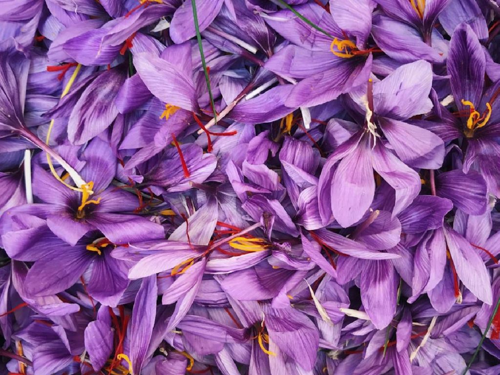 घर पर केसर उगाने के लिए ठंडी जलवायु की जरूरत होती है, जहां तापमान 15°C से 20°C के बीच हो. साथ ही इसे उगाने के लिए रेतीली दोमट मिट्टी का इस्तेमाल करें, जिसमें जल निकासी अच्छी हो और pH स्तर 6 से 8 के बीच हो.  घर पर केसर उगाने के लिए ठंडी जलवायु की जरूरत होती है, जहां तापमान 15°C से 20°C के बीच हो. साथ ही इसे उगाने के लिए रेतीली दोमट मिट्टी का इस्तेमाल करें, जिसमें जल निकासी अच्छी हो और pH स्तर 6 से 8 के बीच हो.