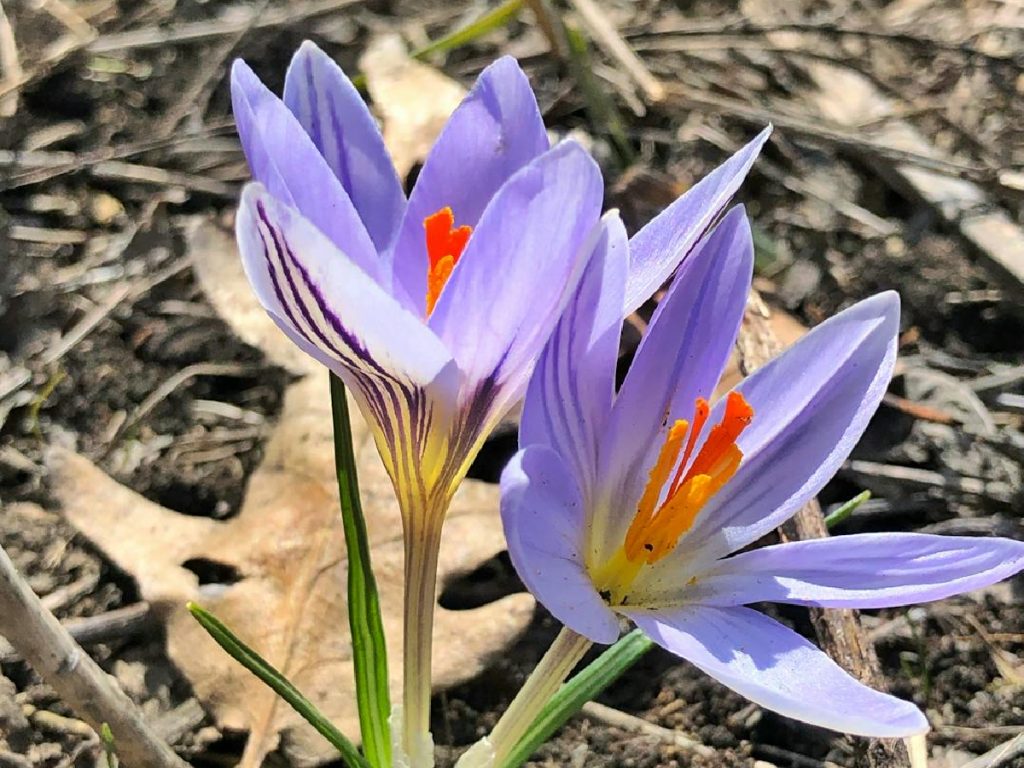 पौधों को रोजाना 3-4 घंटे की धूप मिलनी चाहिए और ठंड से बचाने के लिए पत्तियों या घास से ढक देना चाहिए.  पौधों को रोजाना 3-4 घंटे की धूप मिलनी चाहिए और ठंड से बचाने के लिए पत्तियों या घास से ढक देना चाहिए.