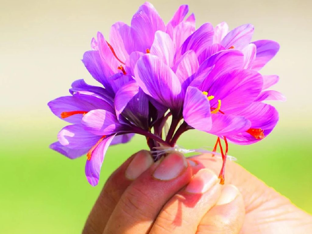 फूल आने पर उनमें से लाल पंखुड़ियां निकालकर छायादार और हवादार जगह पर 7-10 दिनों तक सुखाना होता है. एक बल्ब से 1-2 फूल आते हैं और लगभग 150 फूलों से 1 ग्राम शुद्ध केसर मिलता है. फूल आने पर उनमें से लाल पंखुड़ियां निकालकर छायादार और हवादार जगह पर 7-10 दिनों तक सुखाना होता है. एक बल्ब से 1-2 फूल आते हैं और लगभग 150 फूलों से 1 ग्राम शुद्ध केसर मिलता है.