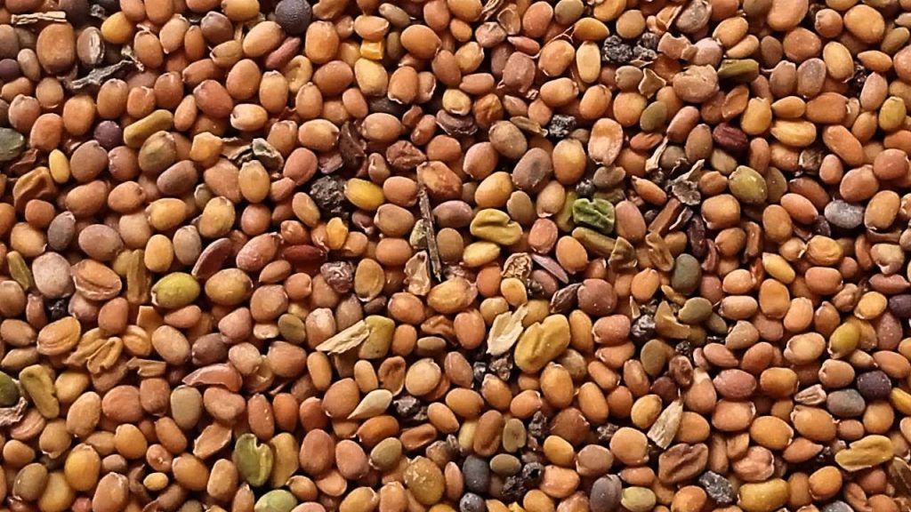 Tarameera Cultivation: A Profitable Oilseed Crop to Beat Rising Edible Oil Prices
