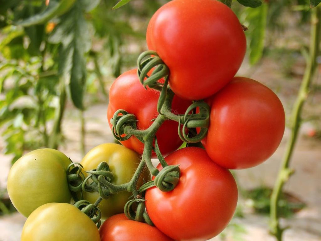 ठंड के महीनों में फलों का फटना एक बड़ी समस्या है, जिससे उत्पादन में भारी गिरावट आ सकती है. विशेषज्ञों के अनुसार टमाटर में फल फटना एक आम समस्या है, जिससे उपज में काफी नुकसान होता है. अगर किसान कुछ खास तरीकों का पालन करें तो इस समस्या से बचा जा सकता है.  ठंड के महीनों में फलों का फटना एक बड़ी समस्या है, जिससे उत्पादन में भारी गिरावट आ सकती है. विशेषज्ञों के अनुसार टमाटर में फल फटना एक आम समस्या है, जिससे उपज में काफी नुकसान होता है. अगर किसान कुछ खास तरीकों का पालन करें तो इस समस्या से बचा जा सकता है.