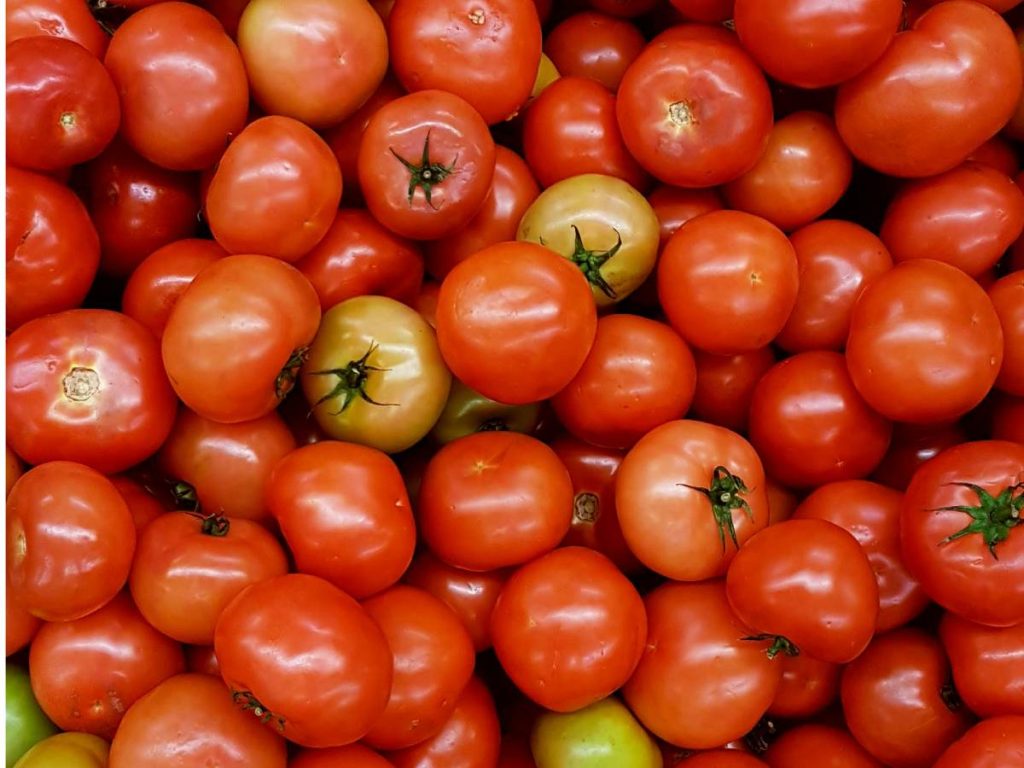 मिट्टी में बोरोन की कमी से भी टमाटर में फल फटने की समस्या हो सकती है. इसके लिए मिट्टी में 20 से 25 किलोग्राम बोरोन मिलाएं और 100-120 लीटर पानी में 0.25 फीसदी बोरेक्स का घोल तैयार करें, जिसे टमाटर के पौधों पर छिड़कना चाहिए. इससे फल को फटने की समस्या से बचाया जा सकता है.  मिट्टी में बोरोन की कमी से भी टमाटर में फल फटने की समस्या हो सकती है. इसके लिए मिट्टी में 20 से 25 किलोग्राम बोरोन मिलाएं और 100-120 लीटर पानी में 0.25 फीसदी बोरेक्स का घोल तैयार करें, जिसे टमाटर के पौधों पर छिड़कना चाहिए. इससे फल को फटने की समस्या से बचाया जा सकता है.