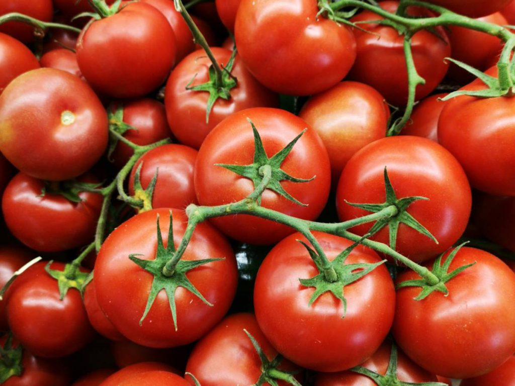 यह समस्या सूखे या बोरॉन की कमी की वजह से होती है. यह अक्सर उस समय और भी गंभीर हो जाती है जब टमाटर की खेती बंजर मिट्टी में की जाती है.  जबकि खराब मौसम सभी फसलों को प्रभावित करता है, प्रतिकूल परिस्थितियों का टमाटर पर अधिक प्रभाव पड़ता है. सूखे के बाद अचानक बारिश होने से फल फट सकते हैं.  यह समस्या सूखे या बोरॉन की कमी की वजह से होती है. यह अक्सर उस समय और भी गंभीर हो जाती है जब टमाटर की खेती बंजर मिट्टी में की जाती है.  जबकि खराब मौसम सभी फसलों को प्रभावित करता है, प्रतिकूल परिस्थितियों का टमाटर पर अधिक प्रभाव पड़ता है. सूखे के बाद अचानक बारिश होने से फल फट सकते हैं.