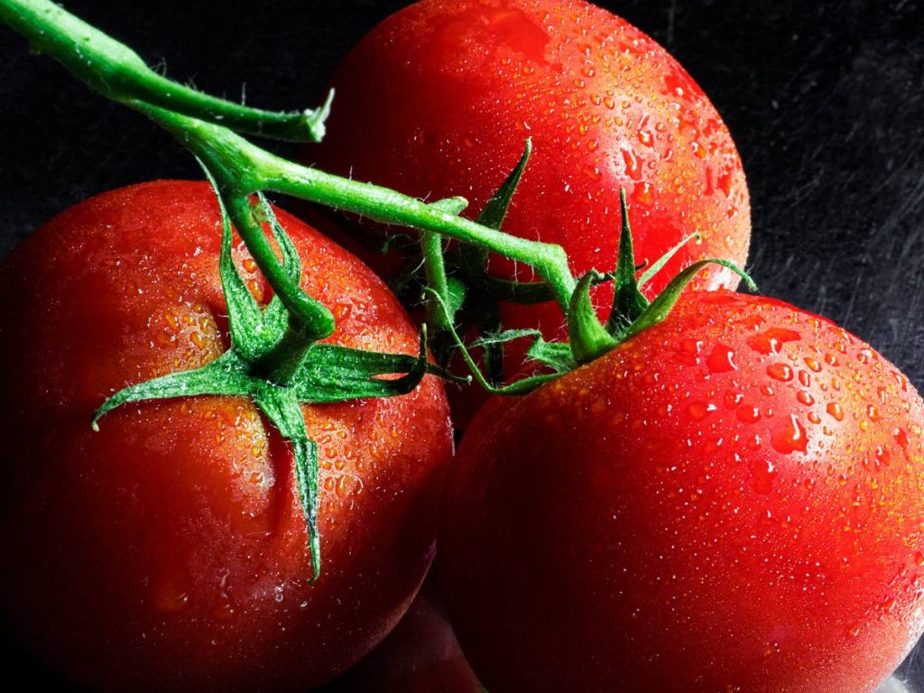 बाजार में टमाटर की लगातार मांग बनी रहती है, जिससे किसानों को उनकी उपज का अच्छा दाम मिलता है.  हालांकि, किसानों को अक्सर टमाटर की फसल के साथ चुनौतियों का सामना करना पड़ता है, खासकर इसकी तेजी से वृद्धि के साथ.  
 बाजार में टमाटर की लगातार मांग बनी रहती है, जिससे किसानों को उनकी उपज का अच्छा दाम मिलता है.  हालांकि, किसानों को अक्सर टमाटर की फसल के साथ चुनौतियों का सामना करना पड़ता है, खासकर इसकी तेजी से वृद्धि के साथ.