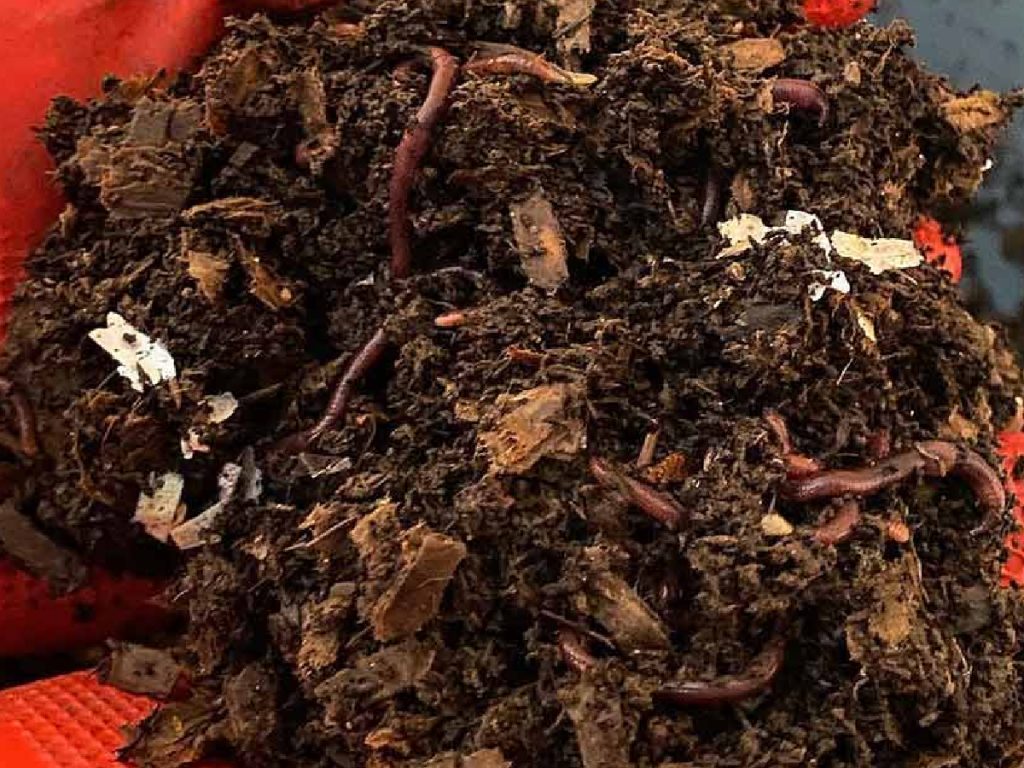 इस खाद से पौधों की रोग प्रतिरोधक क्षमता बढ़ती है. इसमें लाभकारी सूक्ष्मजीव होते हैं, जो फसलों को रोगों से बचाने में मदद करते हैं. इस खाद से पौधों की रोग प्रतिरोधक क्षमता बढ़ती है. इसमें लाभकारी सूक्ष्मजीव होते हैं, जो फसलों को रोगों से बचाने में मदद करते हैं.