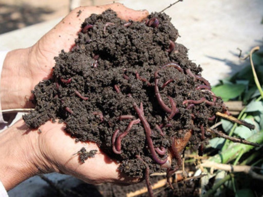 केचुआं खाद से उगाई गई फसलें अधिक पौष्टिक, स्वादिष्ट और बाजार में अधिक मूल्य प्राप्त करने वाली होती हैं. केचुआं खाद से उगाई गई फसलें अधिक पौष्टिक, स्वादिष्ट और बाजार में अधिक मूल्य प्राप्त करने वाली होती हैं.