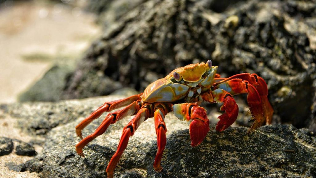 Crab Farming in India: Low Investment, High Profit Business Opportunity for Farmers and Entrepreneurs