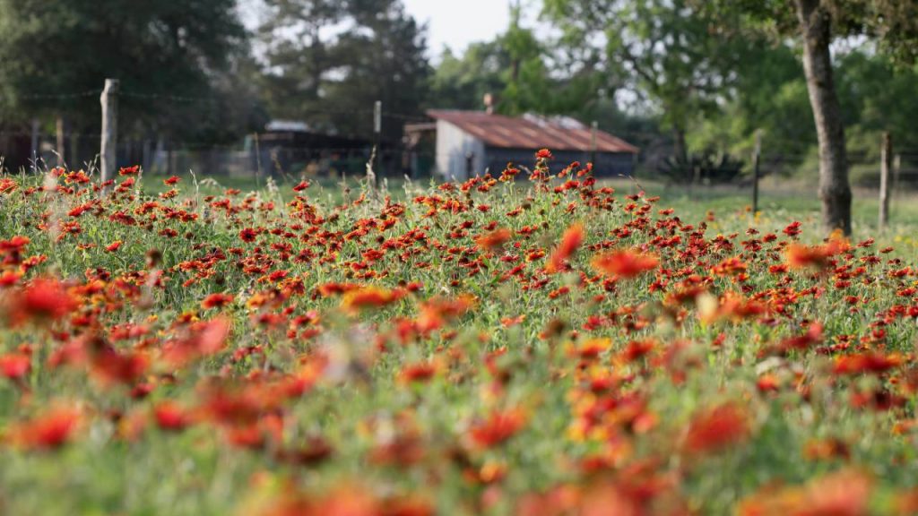 18वीं सदी के फ्रेंच मजिस्ट्रेट मैत्रे गेलार्ड डी चारेनटोन्यू के नाम पर इसका नाम रखा गया. ये एक ऐसा फूल है जिसे आप पूरे साल उगा सकते हैं. करीब 80 सेंटीमीटर तक की अधिकतम ऊंचाई हासिल करने वाला इसका पौधा काफी आसानी से उग जाता है.  18वीं सदी के फ्रेंच मजिस्ट्रेट मैत्रे गेलार्ड डी चारेनटोन्यू के नाम पर इसका नाम रखा गया. ये एक ऐसा फूल है जिसे आप पूरे साल उगा सकते हैं. करीब 80 सेंटीमीटर तक की अधिकतम ऊंचाई हासिल करने वाला इसका पौधा काफी आसानी से उग जाता है.