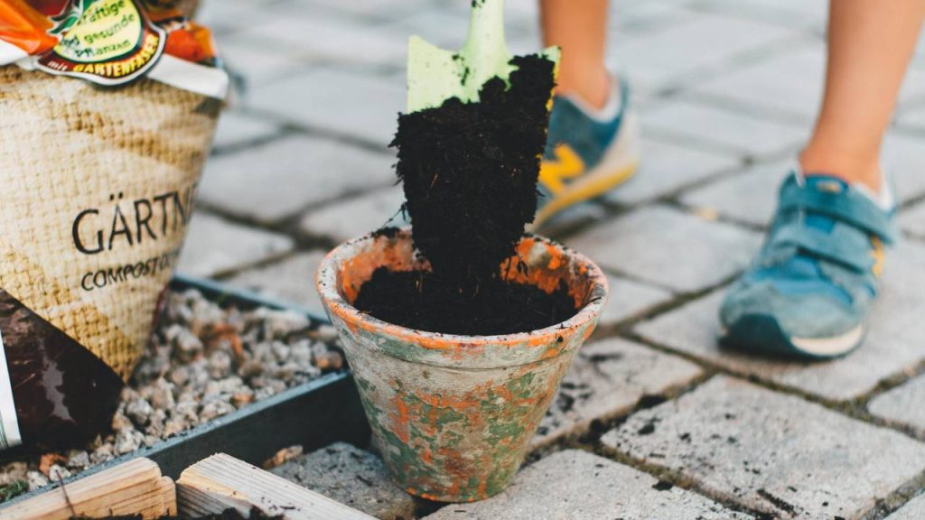 अगर आप गैलार्डिया का पौधा गमले में लगाना चाहते हैं तो इसे लगाने से पहले गमले में एक भाग स्फेगनम पीट मॉस और एक भाग वर्मिक्युलट लेना चाहिए. इसमें थोड़ा पानी मिलाएं ताकि नमी बनी रहे और गमले को इससे भर दें. इसके बाद गमले के सेंटर में बीज को बो दें. 2 से 3 हफ्ते बाद बीजों का अंकुरण शुरू हो जाता है.  अगर आप गैलार्डिया का पौधा गमले में लगाना चाहते हैं तो इसे लगाने से पहले गमले में एक भाग स्फेगनम पीट मॉस और एक भाग वर्मिक्युलट लेना चाहिए. इसमें थोड़ा पानी मिलाएं ताकि नमी बनी रहे और गमले को इससे भर दें. इसके बाद गमले के सेंटर में बीज को बो दें. 2 से 3 हफ्ते बाद बीजों का अंकुरण शुरू हो जाता है.