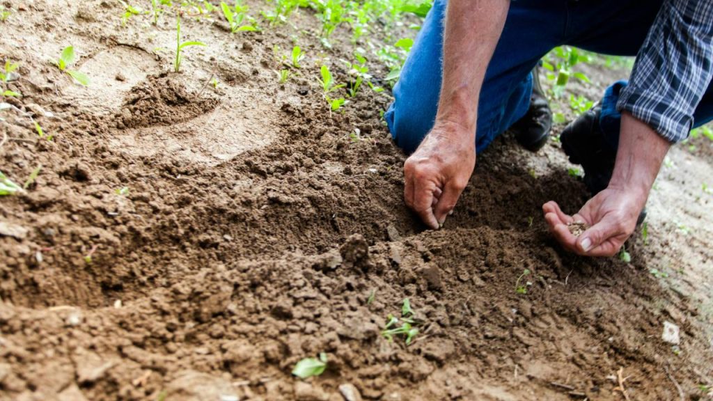 गैलार्डिया के लिए खेत तैयार करने के लिए 3 से 4 जुताई के बाद पाटा लगाकर खेत को समतल कर लेना चाहिए. पौधों का खेत में रोपण हमेशा शाम के समय ही करना चाहिए और रोपण के तुरंत बाद सिंचाई करनी चाहिए.  गैलार्डिया के लिए खेत तैयार करने के लिए 3 से 4 जुताई के बाद पाटा लगाकर खेत को समतल कर लेना चाहिए. पौधों का खेत में रोपण हमेशा शाम के समय ही करना चाहिए और रोपण के तुरंत बाद सिंचाई करनी चाहिए.
