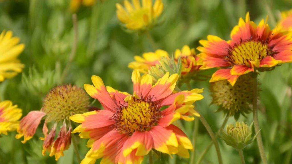 गैलार्डिया के फूलों को गर्म जगहों पर आसानी से उगाया जा सकता है. इसके लिए ऐसी जगहों को चुनें जहां अधिकतम 6 से 8 घंटे तक सूरज की सीधी रोशनी आती हो. अच्छी तरह से सूखी, चिकनी और रेतीली मिट्टी को इसकी खेती के लिए चुना जा सकता है जिसमें पीएच का लेवल न्यूट्रल यानी एक जैसा रहे.   गैलार्डिया के फूलों को गर्म जगहों पर आसानी से उगाया जा सकता है. इसके लिए ऐसी जगहों को चुनें जहां अधिकतम 6 से 8 घंटे तक सूरज की सीधी रोशनी आती हो. अच्छी तरह से सूखी, चिकनी और रेतीली मिट्टी को इसकी खेती के लिए चुना जा सकता है जिसमें पीएच का लेवल न्यूट्रल यानी एक जैसा रहे.