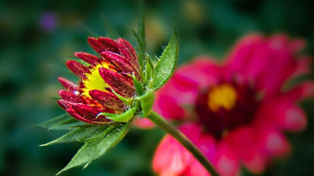 गमलों में गैलार्डिया की उपज गमलों में औसतन 12-15 किलो प्रति गमला होती है. जबकि खेतों में अगर इसे लगाया गया है तो करीब 25-30 टन प्रति हेक्टेयर तक उत्पादन किया जा सकता है.  गमलों में गैलार्डिया की उपज गमलों में औसतन 12-15 किलो प्रति गमला होती है. जबकि खेतों में अगर इसे लगाया गया है तो करीब 25-30 टन प्रति हेक्टेयर तक उत्पादन किया जा सकता है.