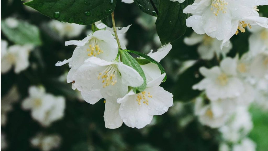 चमेली का फूल अर्थव्यवस्था में बड़ा महत्व रखता है. एक अनुमान के मुताबिक भारत में हर साल 20 करोड़ से ज्यादा की कीमत के चमेली के फूल उगाए जाते हैं और बेचे जाते हैं. साथ ही साथ पड़ोसी देशों को भी निर्यात किए जाते हैं.  चमेली का फूल अर्थव्यवस्था में बड़ा महत्व रखता है. एक अनुमान के मुताबिक भारत में हर साल 20 करोड़ से ज्यादा की कीमत के चमेली के फूल उगाए जाते हैं और बेचे जाते हैं. साथ ही साथ पड़ोसी देशों को भी निर्यात किए जाते हैं.