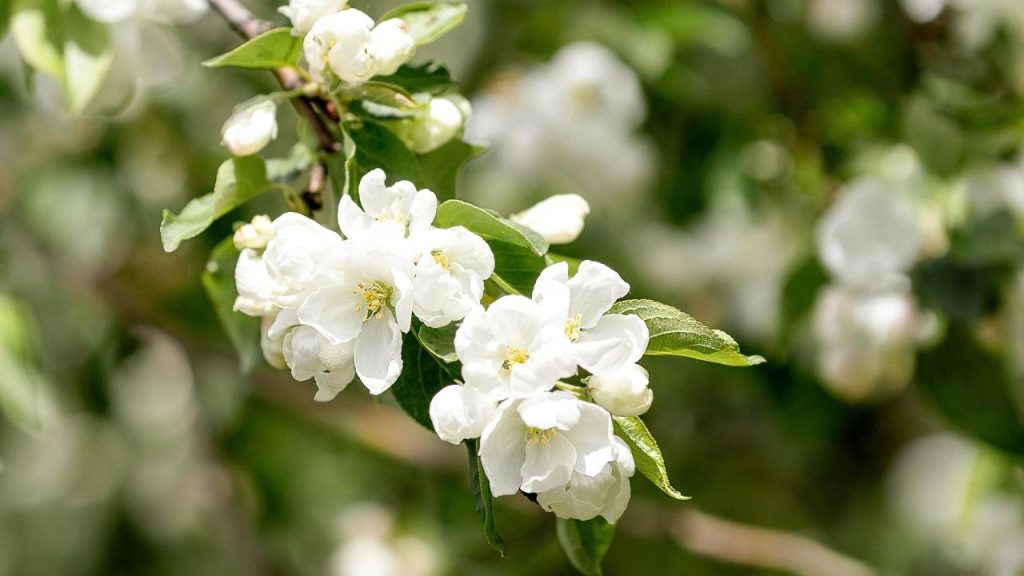 चमेली के फूल का तेल काफी प्रयोग किया जाता है. इसका उपयोग इत्र, कोलोन और यहां तक कि कुछ पेय पदार्थों को स्वादिष्ट बनाने के लिए भी किया जाता है. इसके अलावा इसके कई औषधीय उपयोग भी हैं और इनकी वजह से भारत के साथ-साथ कई विकसित देशों में भी इसकी मांग बढ़ रही है.  चमेली के फूल का तेल काफी प्रयोग किया जाता है. इसका उपयोग इत्र, कोलोन और यहां तक कि कुछ पेय पदार्थों को स्वादिष्ट बनाने के लिए भी किया जाता है. इसके अलावा इसके कई औषधीय उपयोग भी हैं और इनकी वजह से भारत के साथ-साथ कई विकसित देशों में भी इसकी मांग बढ़ रही है.