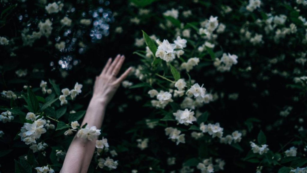 एक स्टडी के अनुसार इन फूलों का पीक सीजन मार्च से जून तक होता है जिसमें इनकी बिक्री 19.67 रुपये से 63.14 रुपये प्रति किलोग्राम तक होती है. मई में इनसे कम मुनाफा होता है. जबकि अक्टूबर से फरवरी तक इनकी बिक्री 45 रुपये से 108.62 रुपये प्रति किलोग्राम तक होती है. वहीं  जुलाई, अगस्त, सितंबर में यह फूल  200 रुपये से 250 रुपये प्रति किलोग्राम तक बिकता है.  एक स्टडी के अनुसार इन फूलों का पीक सीजन मार्च से जून तक होता है जिसमें इनकी बिक्री 19.67 रुपये से 63.14 रुपये प्रति किलोग्राम तक होती है. मई में इनसे कम मुनाफा होता है. जबकि अक्टूबर से फरवरी तक इनकी बिक्री 45 रुपये से 108.62 रुपये प्रति किलोग्राम तक होती है. वहीं  जुलाई, अगस्त, सितंबर में यह फूल  200 रुपये से 250 रुपये प्रति किलोग्राम तक बिकता है.