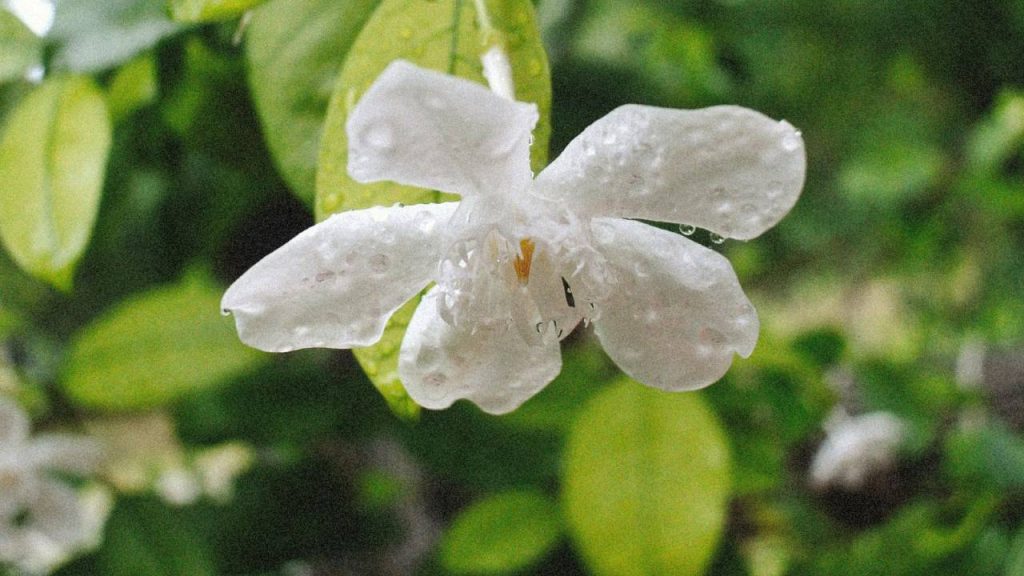 एक और स्टडी में यह बात सामने आई कि इन फूलों की खेती करने वाले छोटे किसानों की शुद्ध आय 390,854 रुपये थी. जबकि बड़े किसानों की शुद्ध आय 347,001 रुपये थी.  एक और स्टडी में यह बात सामने आई कि इन फूलों की खेती करने वाले छोटे किसानों की शुद्ध आय 390,854 रुपये थी. जबकि बड़े किसानों की शुद्ध आय 347,001 रुपये थी.