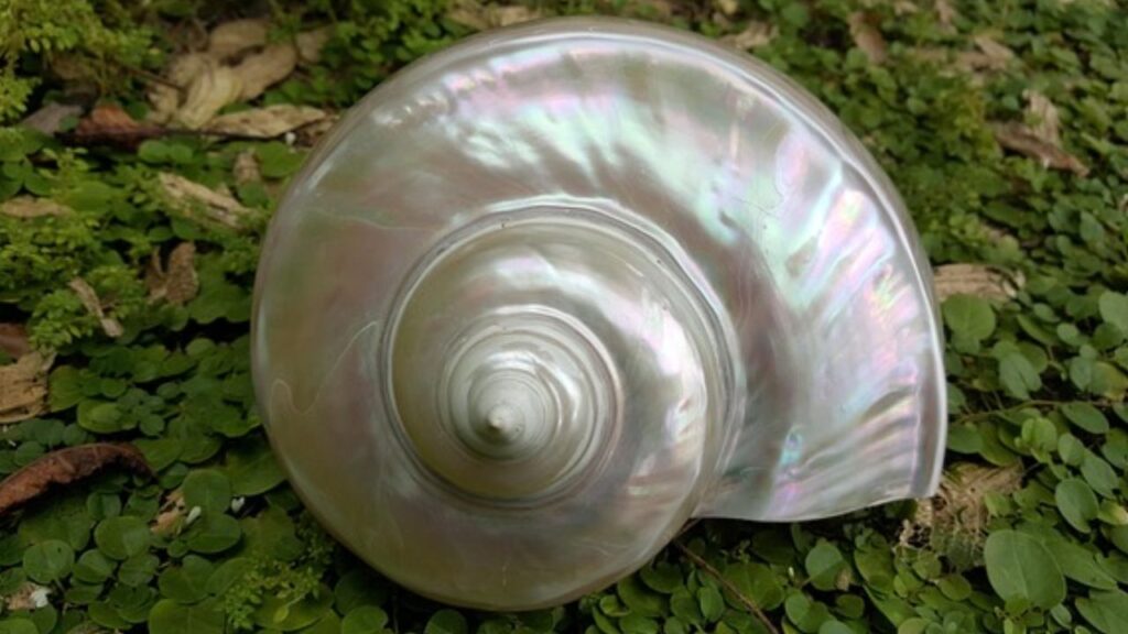 इन सभी सीपों को जालों में डालकर 10-15 दिनों के लिए किसी पोखर में डाल दें ताकी वह अपने अनुसार एनवायरमेंट बना सकें.  इन सभी सीपों को जालों में डालकर 10-15 दिनों के लिए किसी पोखर में डाल दें ताकी वह अपने अनुसार एनवायरमेंट बना सकें.