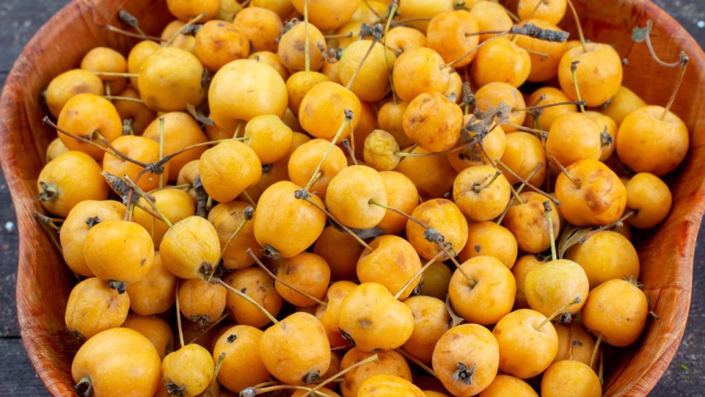 महुआ के फूलों में प्रोटीन, शुगर, कैल्शियम, फॉस्फोरस और हेल्दी फैट होता है. महुआ के फूल कफ से राहत दिलाते हैं. वहीं महुआ के पेड़ के फल और फूल प्राकृतिक शीतलता प्रदान करने वाले और हेल्दी टॉनिक के तौर पर भी प्रयोग किए जाते हैं.  महुआ के फूलों में प्रोटीन, शुगर, कैल्शियम, फॉस्फोरस और हेल्दी फैट होता है. महुआ के फूल कफ से राहत दिलाते हैं. वहीं महुआ के पेड़ के फल और फूल प्राकृतिक शीतलता प्रदान करने वाले और हेल्दी टॉनिक के तौर पर भी प्रयोग किए जाते हैं.