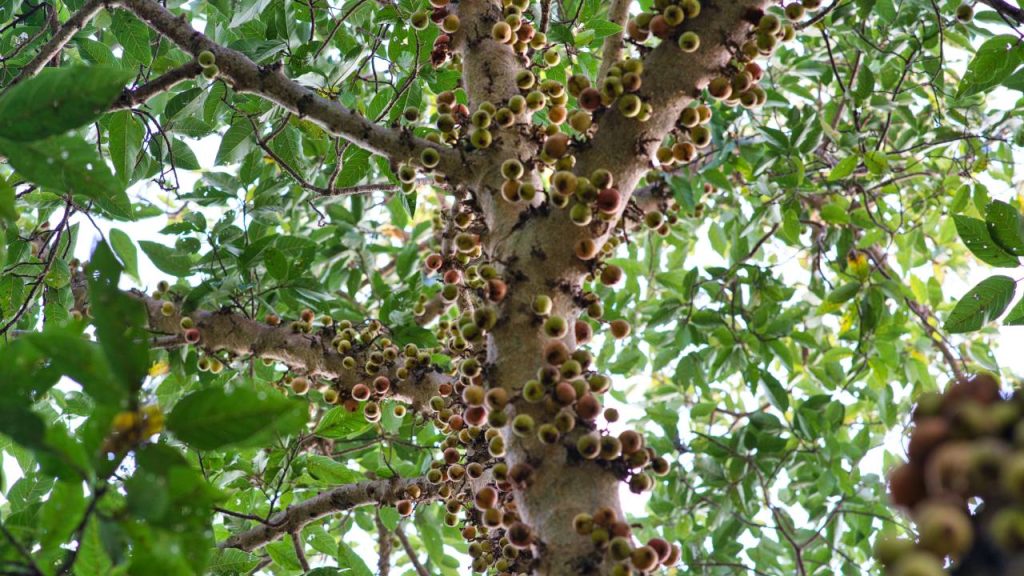 महुआ का पेड़ काफी विशालकाय होता है और जिसके फूलों को कुछ लोग सुखाकर अलग-अलग तरीकों से खाते हैं. आयुर्वेद में भी महुआ के कई फायदों के बारे में बताया गया है. इसके फूल, छाल, पत्ते और बीज, सभी बेहद फायदेमंद होते हैं.  महुआ का पेड़ काफी विशालकाय होता है और जिसके फूलों को कुछ लोग सुखाकर अलग-अलग तरीकों से खाते हैं. आयुर्वेद में भी महुआ के कई फायदों के बारे में बताया गया है. इसके फूल, छाल, पत्ते और बीज, सभी बेहद फायदेमंद होते हैं.