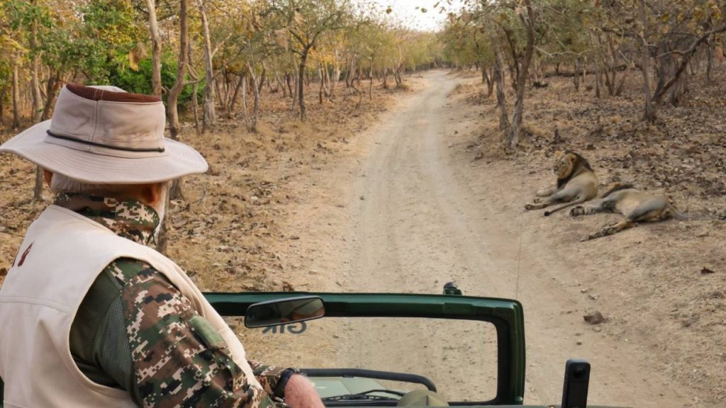 उन्होंने गुजरात के सीएम के तौर पर अपने कार्यकाल को याद करते हुए, उन्होंने संरक्षण प्रयासों पर प्रकाश डाला और कहा, 'गिर आने से मुझे गुजरात के मुख्यमंत्री के रूप में हमारे सामूहिक प्रयासों की कई यादें भी ताजा हो जाती हैं. पिछले कई वर्षों में सामूहिक प्रयासों से यह सुनिश्चित हुआ है कि एशियाई शेरों की आबादी लगातार बढ़ रही है.'     उन्होंने गुजरात के सीएम के तौर पर अपने कार्यकाल को याद करते हुए, उन्होंने संरक्षण प्रयासों पर प्रकाश डाला और कहा, 'गिर आने से मुझे गुजरात के मुख्यमंत्री के रूप में हमारे सामूहिक प्रयासों की कई यादें भी ताजा हो जाती हैं. पिछले कई वर्षों में सामूहिक प्रयासों से यह सुनिश्चित हुआ है कि एशियाई शेरों की आबादी लगातार बढ़ रही है.'