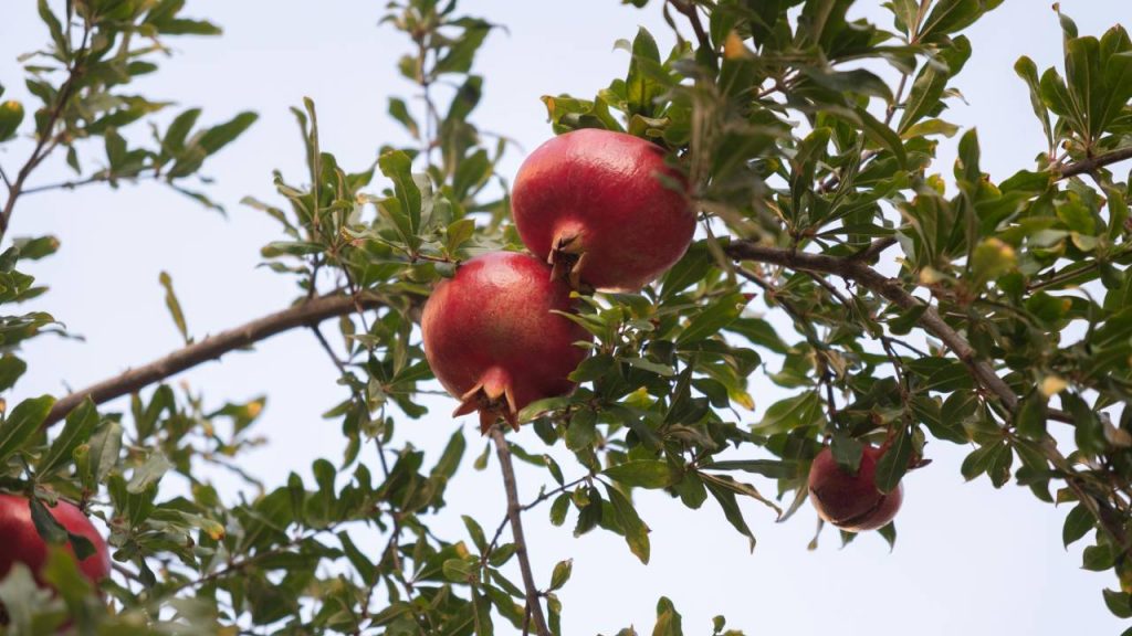  महाराष्‍ट्र देश की कुल अनार उपज का 50 फीसदी से ज्‍यादा उत्‍पादन करता है. इसके बाद गुजरात, कर्नाटक, आंध्र प्रदेश और मध्य प्रदेश का स्थान है.  