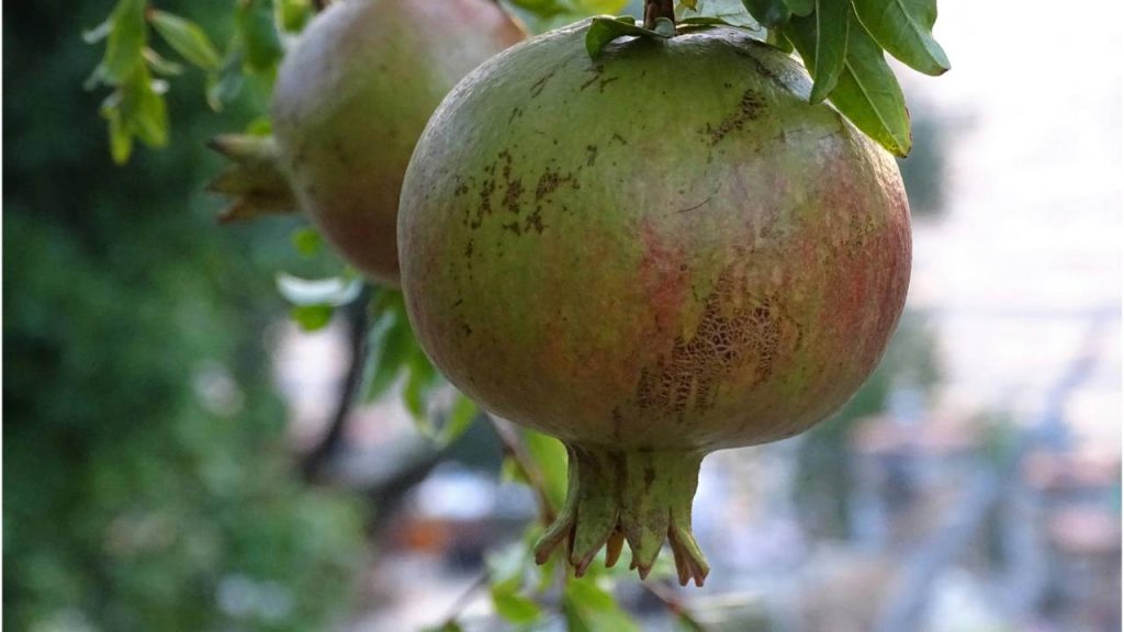 पिछले एक दशक में भारत में अनार की खेती में तेजी आई है. कम रखरखाव के अलावा उच्च उपज, अंतरराष्‍ट्रीय मांग, स्वास्थ्य के लिए फायदेमंद, जलवायु परिवर्तन और फसल विविधीकरण की वजह से किसान अनार जैसी बाकी फसलों के साथ विविधता ला रहे हैं. 