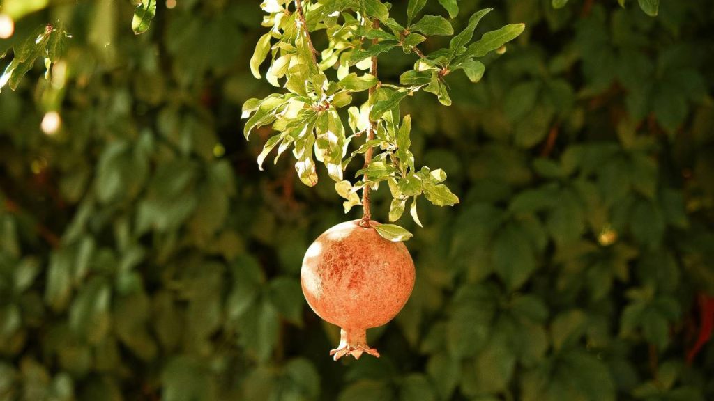 एक एकड़ अनार का बाग लगाने की लागत करीब 1.75 लाख रुपये है. शुरुआती वर्षों में उपज कम होती है लेकिन 5वें वर्ष के बाद यह तेजी से बढ़ती है. 5वें वर्ष में प्रति एकड़ रिटर्न 60,000 रुपये है, जो 8वें साल में बढ़कर 1.05 लाख रुपये हो जाता है. अंतर-फसल से आय समेत 8वें वर्ष में कुल लाभ 68,800 रुपये तक हो सकता है. 