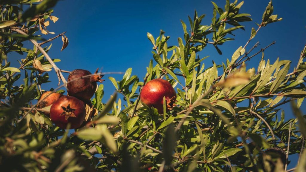 अनार की प्रभावी खेती सुनिश्चित करने के लिए मिट्टी की तैयारी, सही रोपण विधि, सिंचाई योजना, उर्वरक और बाकी महत्वपूर्ण बातों पर भी ध्‍यान देने की जरूरत होती है. 